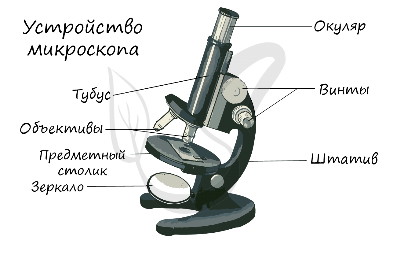 Устройство микроскопа