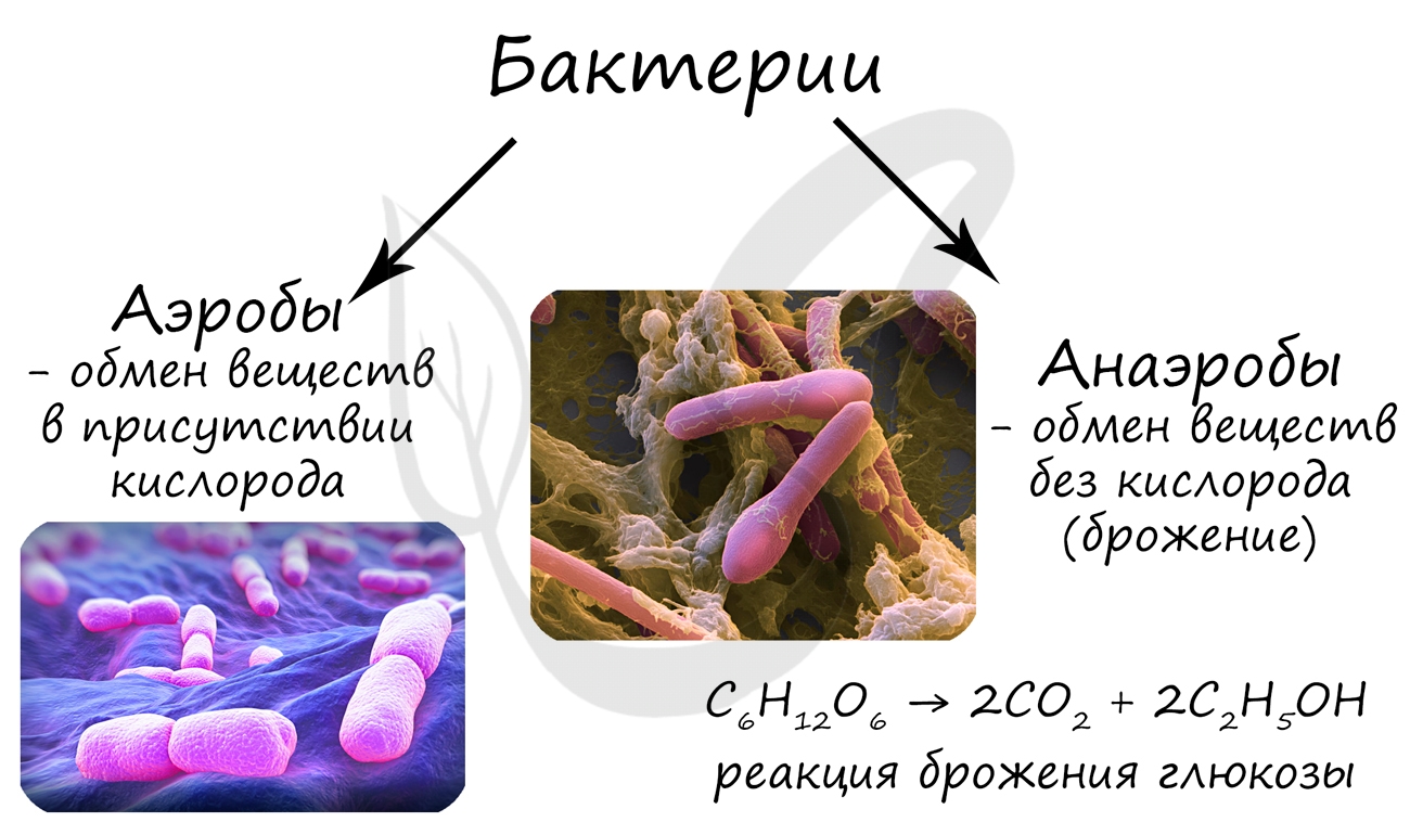 Бактерии аэробы и анаэробы