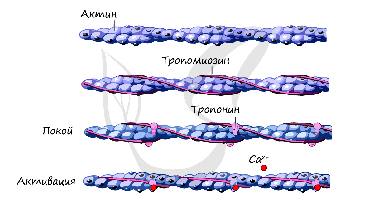 Регуляторные белки тропонин и тропомиозин