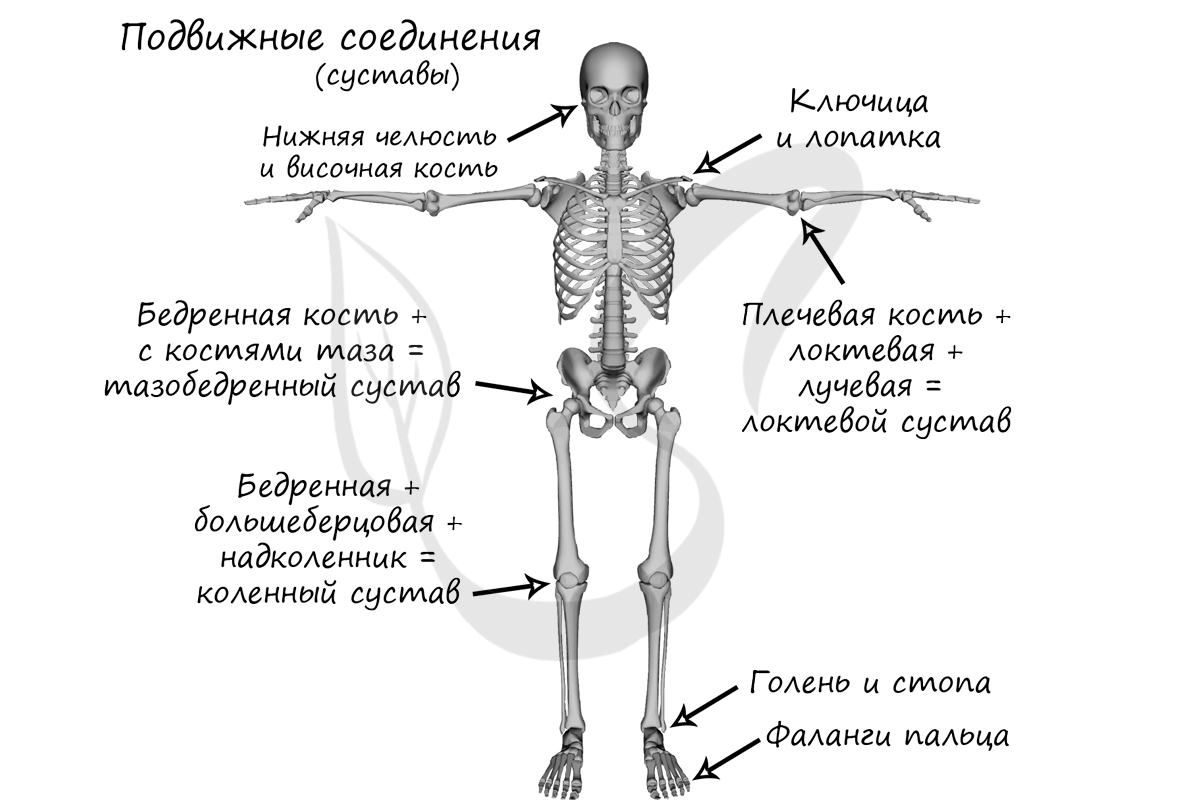 Подвижные соединения костей скелета, суставы в скелете человека