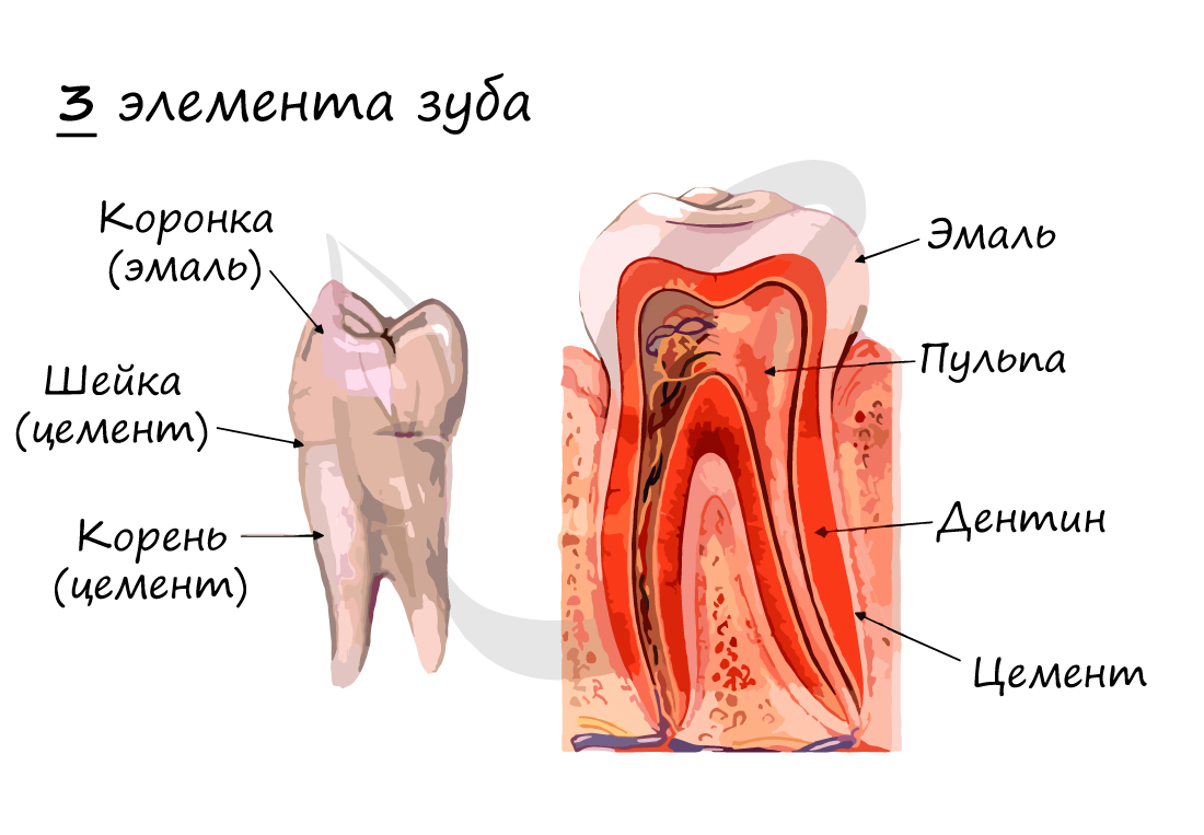 Строение зуба, коронка, шейка, корень, эмаль, дентин, цемент зуба