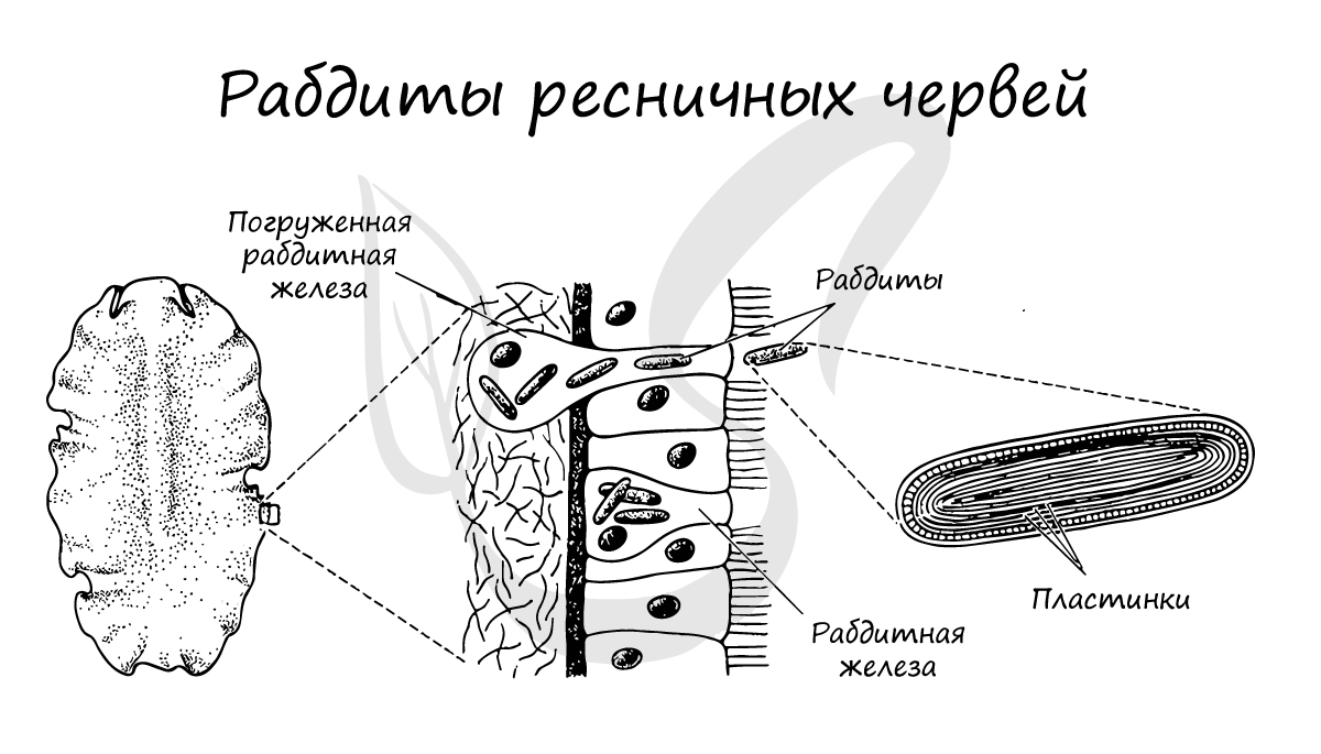 Рабдитные клетки планарии