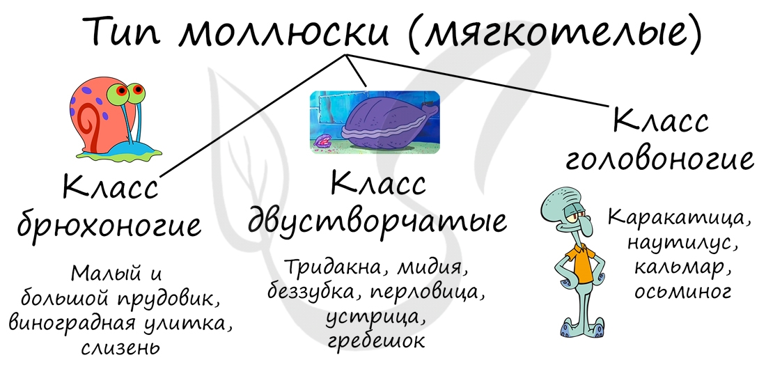 Классификация моллюсков