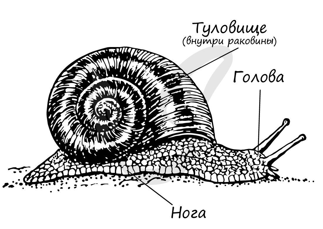 Строение тела моллюска