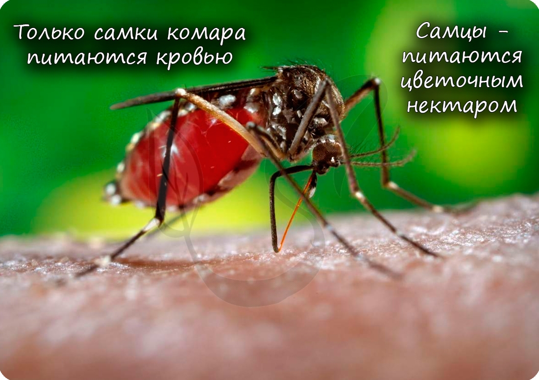 Питание комара кровью