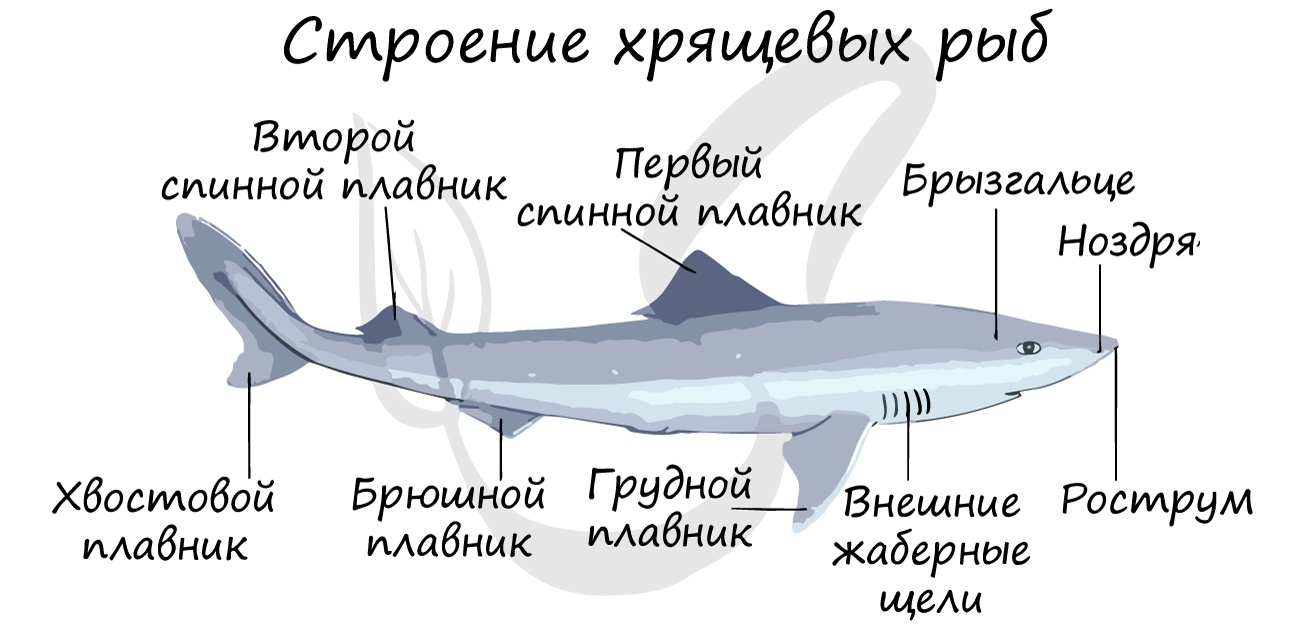 Строение хрящевой рыбы, акулы