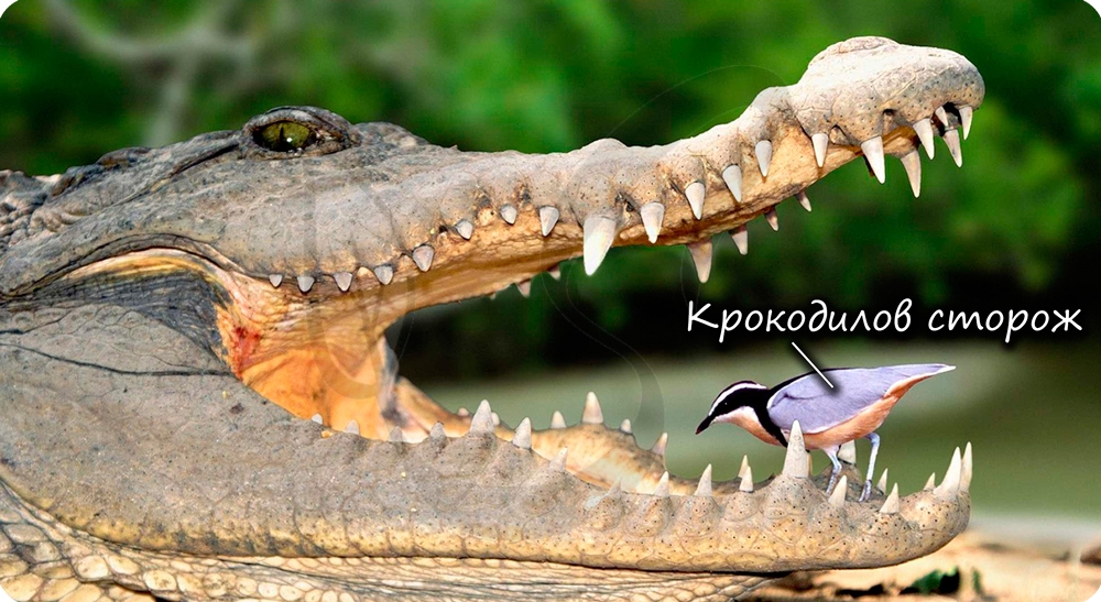 Крокодил и птица симбиоз