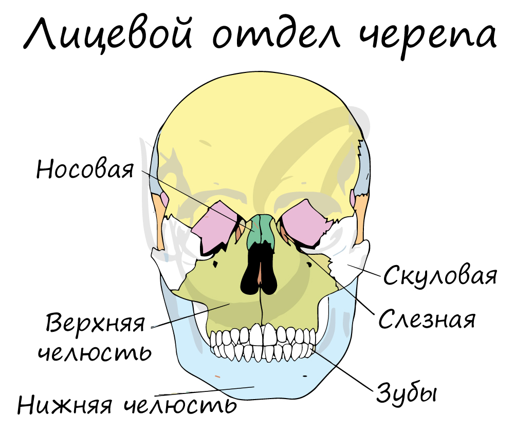 Лицевой отдел черепа