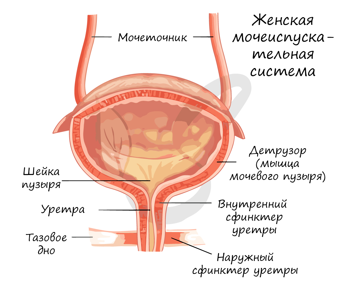 Женская мочеиспускательная система