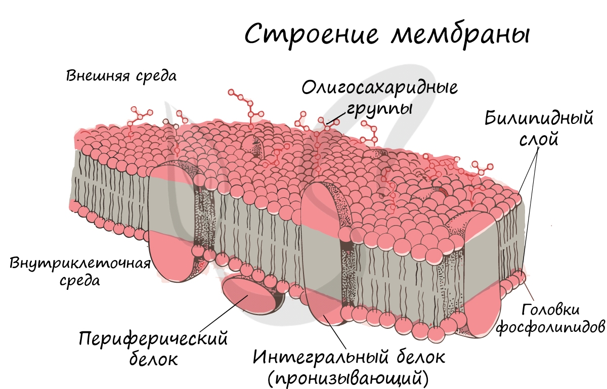 Строение мембраны