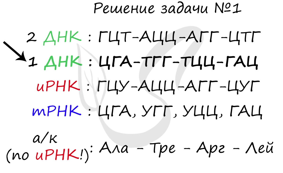 Фрагмент цепи днк имеет последовательность нуклеотидов гтгтатггаагт определите последовательность