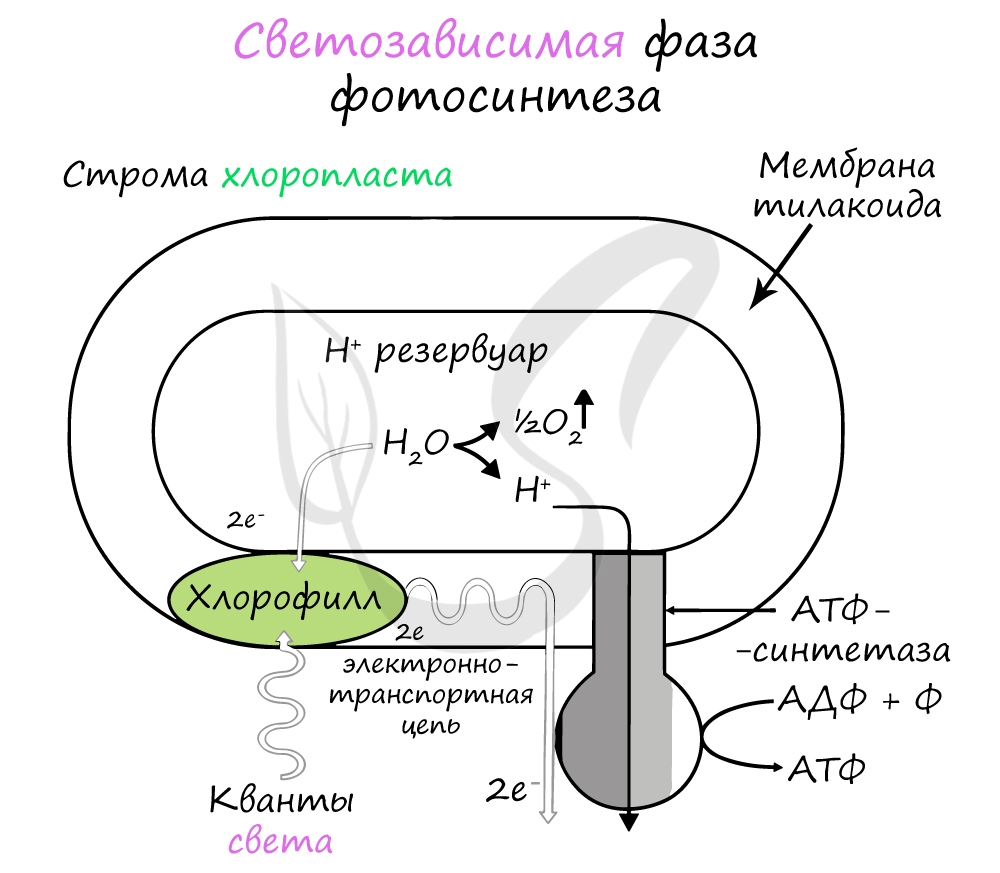 Световая фаза фотосинтеза - светозависимая фаза