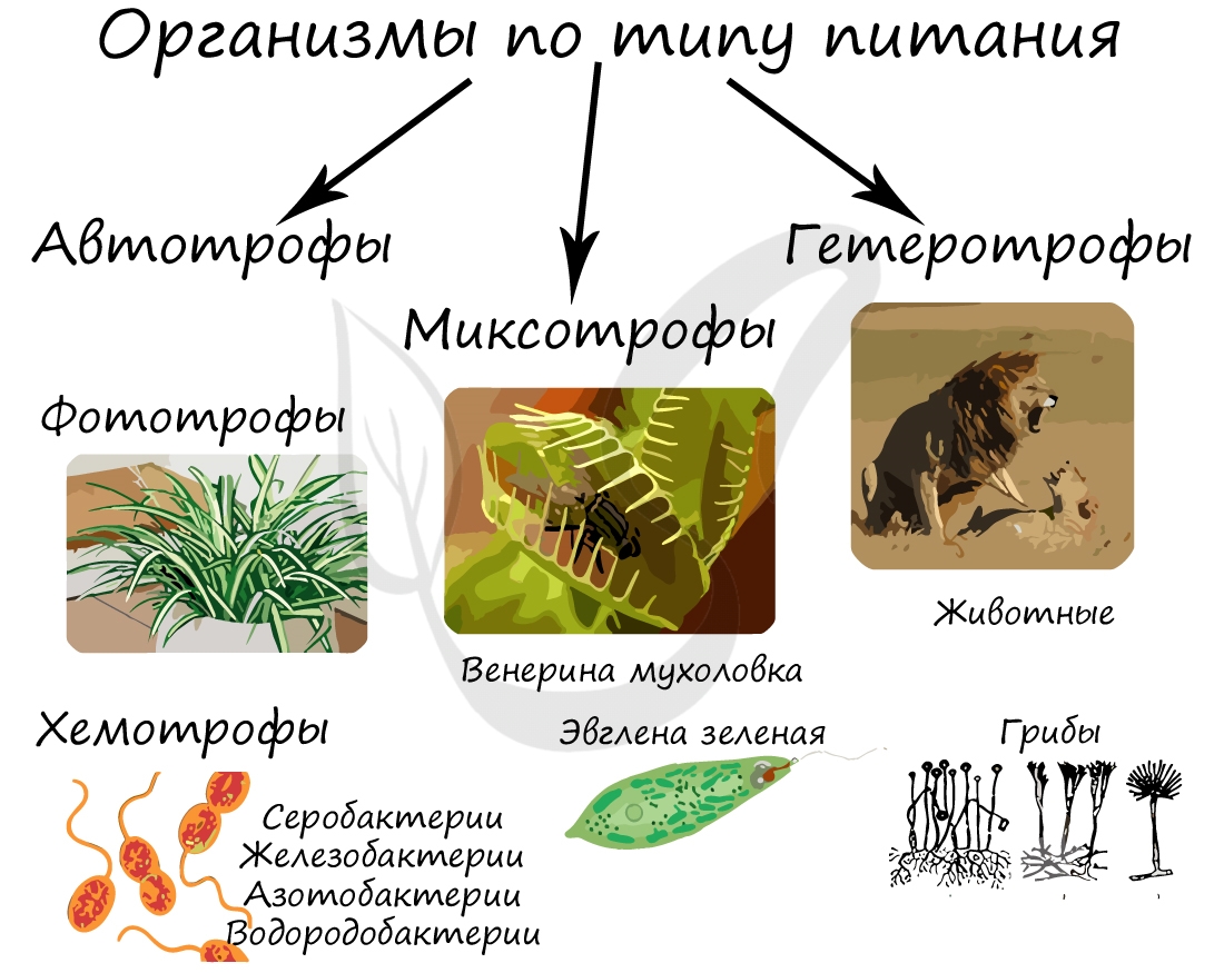 Типы питания живых организмов