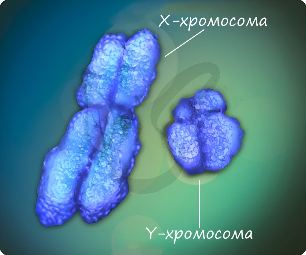 X и Y хромосома