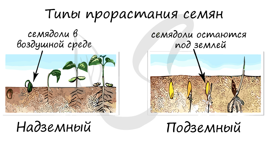 Типы прорастания семян