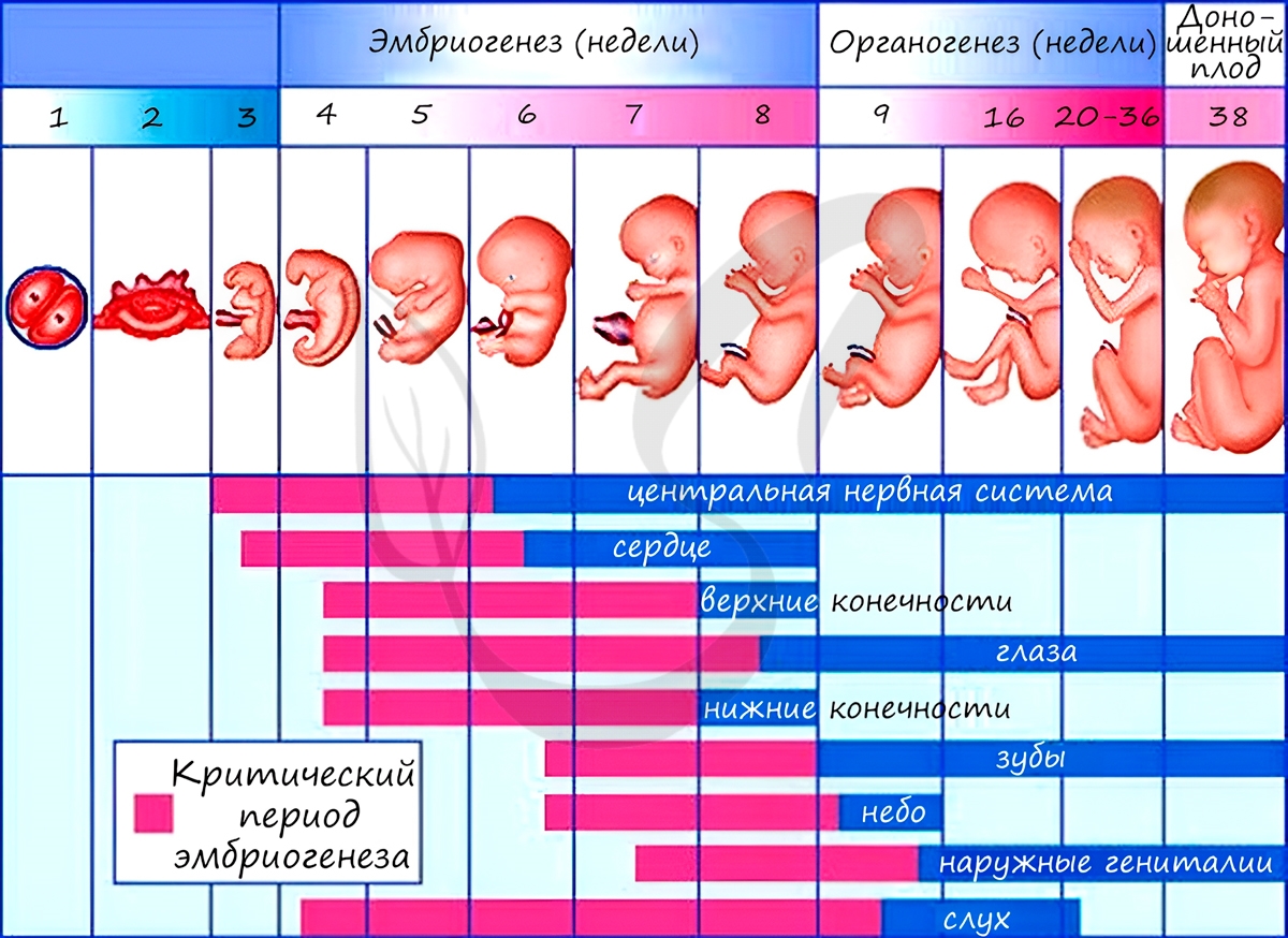 Критический период эмбриогенеза