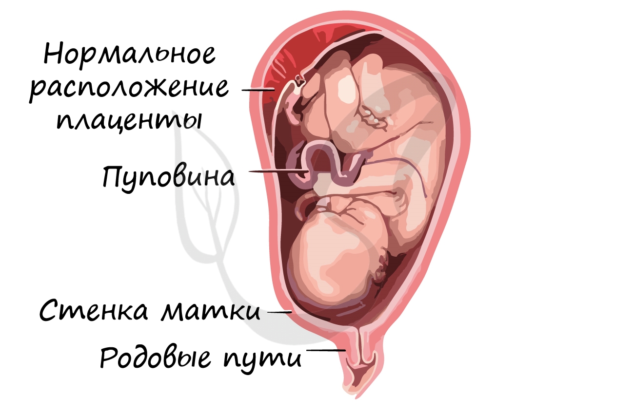 Плацента и матка