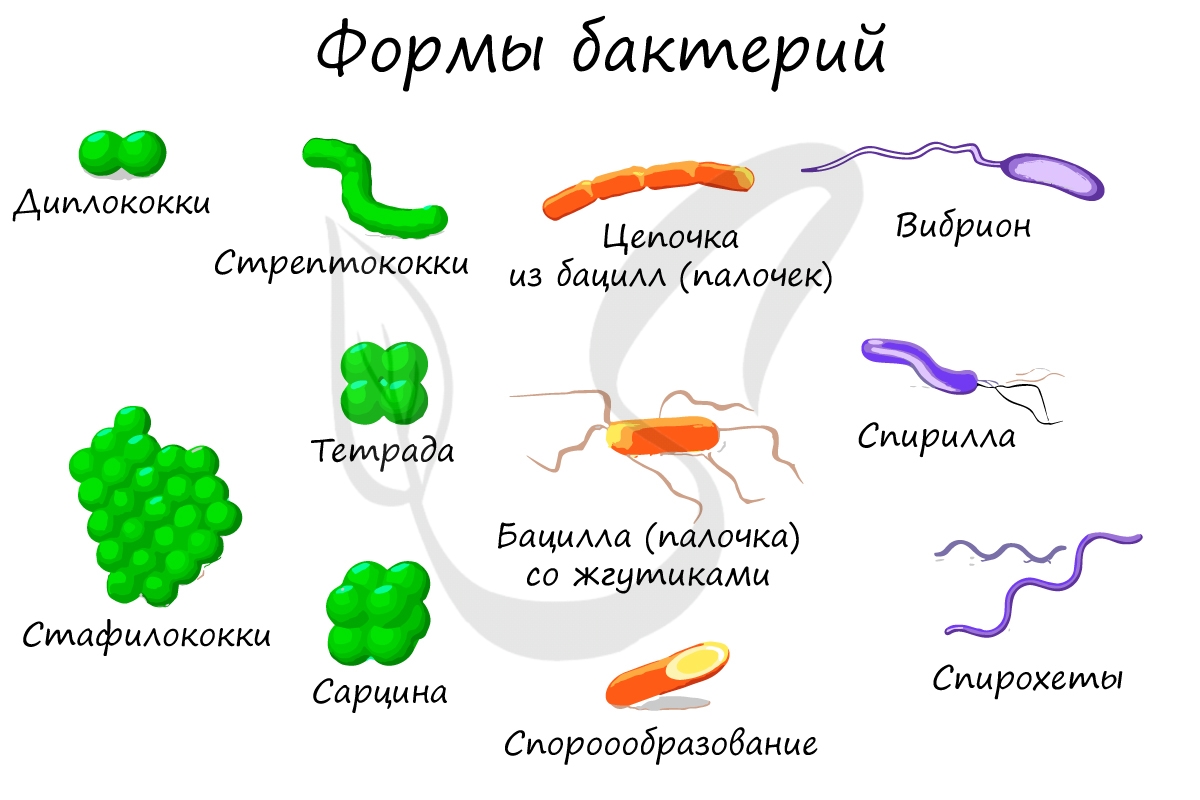 Формы бактерий