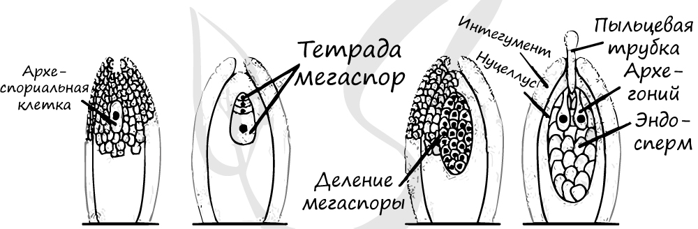 Женский гаметофит голосеменных