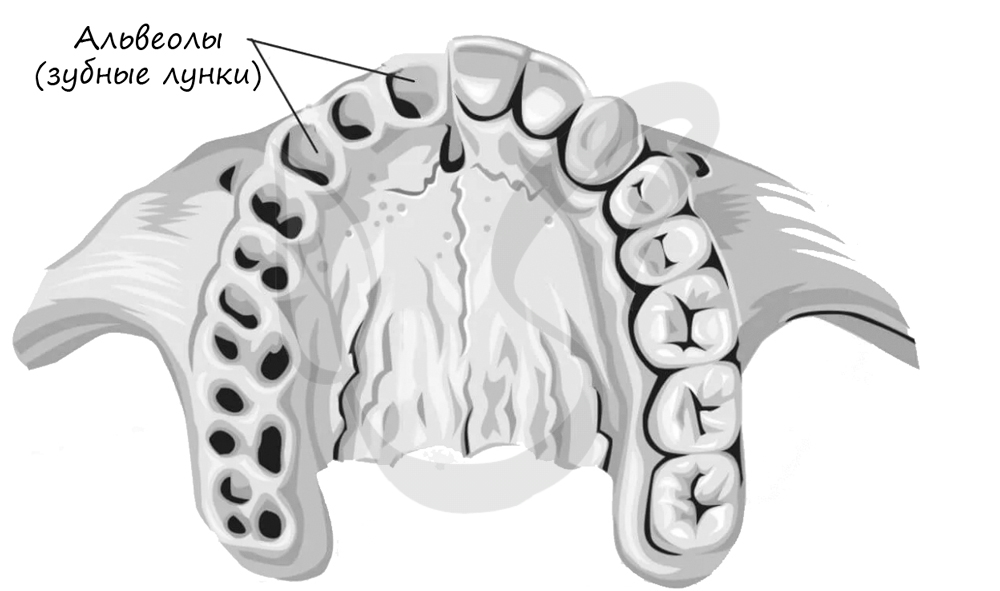 Альвеолы, зубные лунки