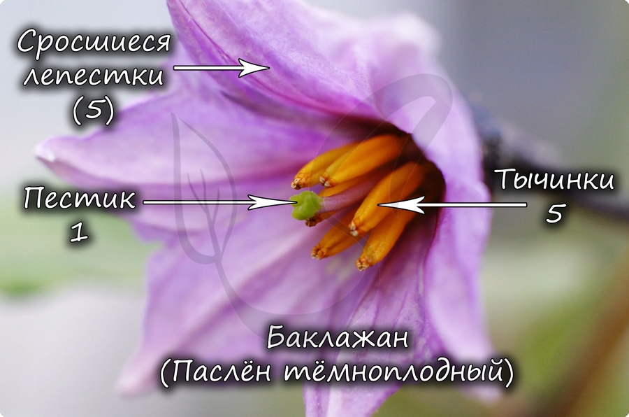Цветок пасленовых