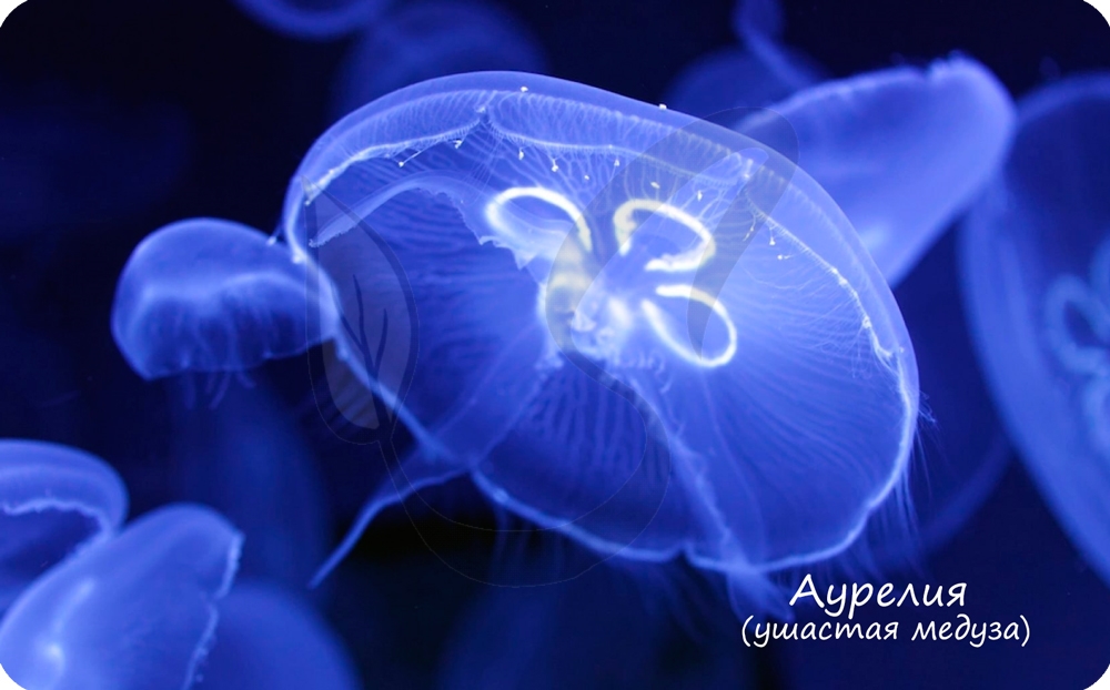 Как называется скопление нервных клеток у медуз