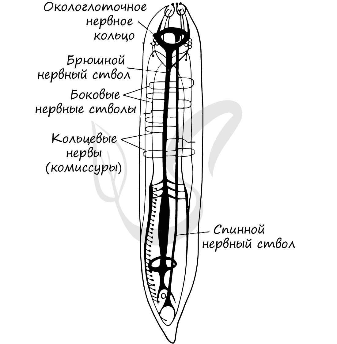 Тип нервной системы круглых червей