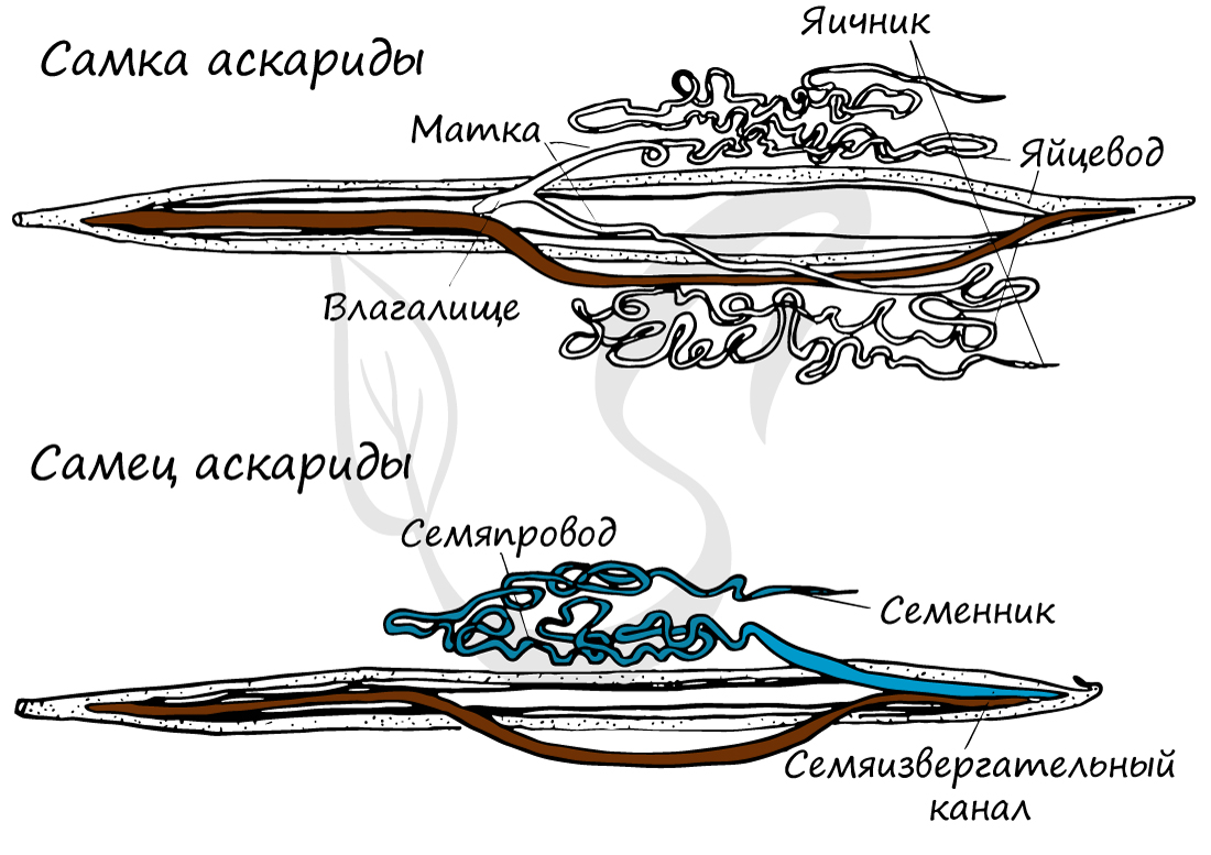 Половая система круглых червей