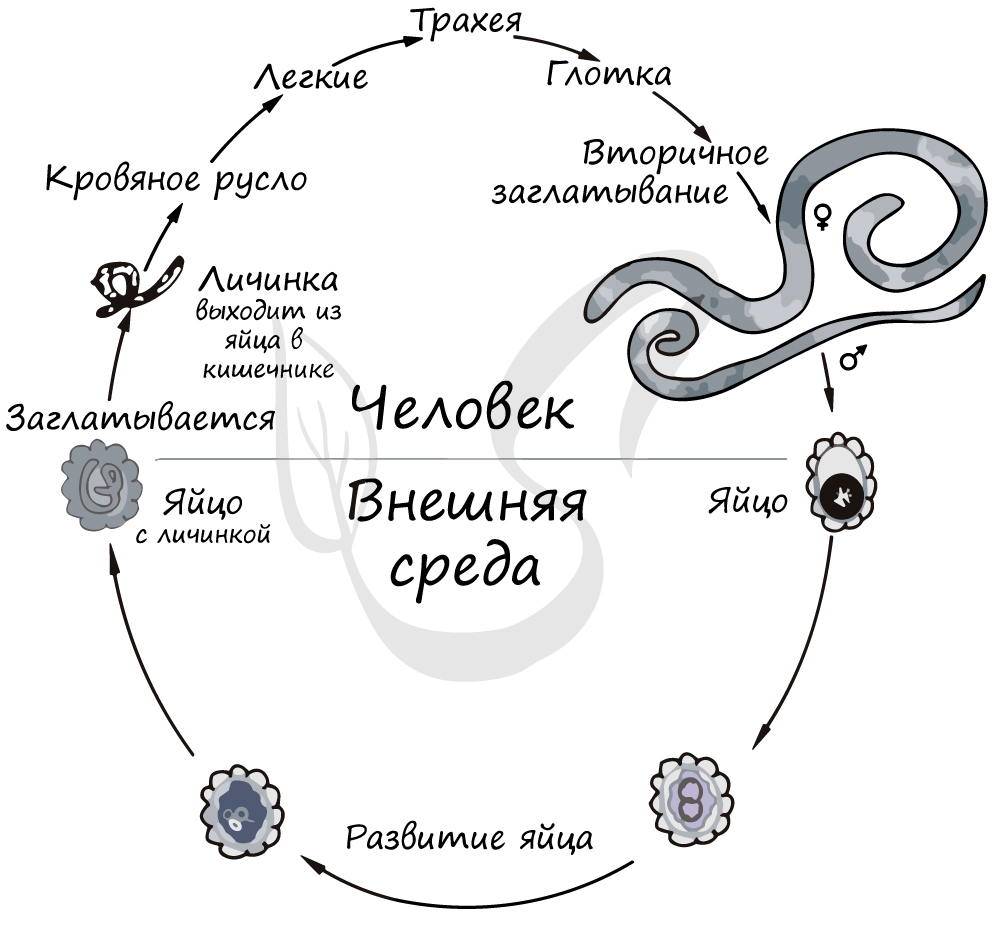 Жизненный цикл аскариды