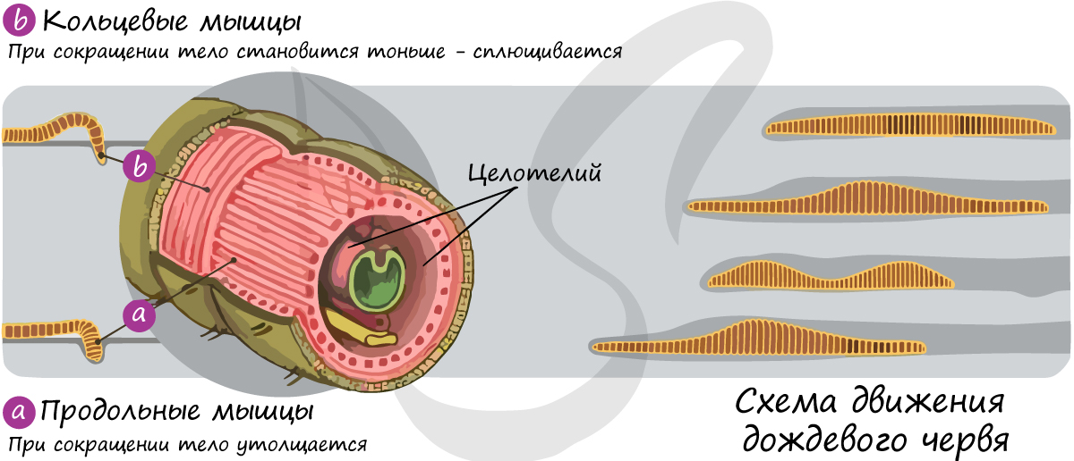 Мышечная система дождевого червя