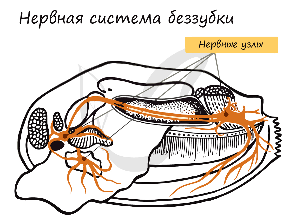 Узловой тип нервной системы моллюсков