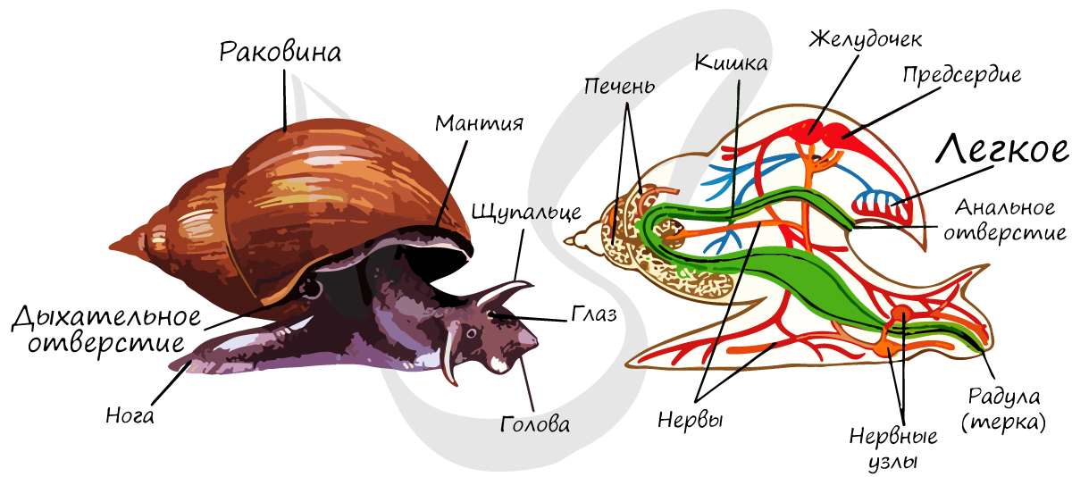 Дыхательная система моллюска
