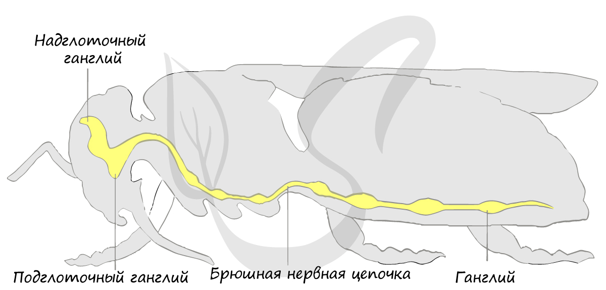 Нервная система членистоногих узлового типа