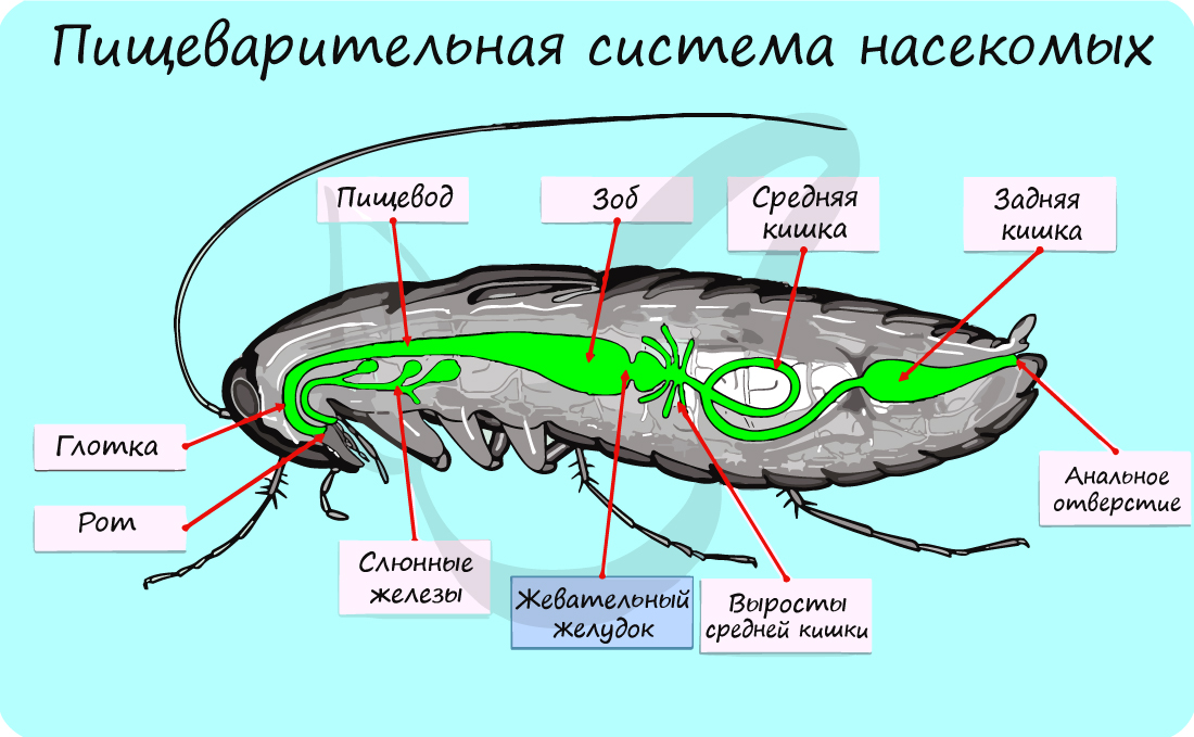Пищеварительная система насекомого