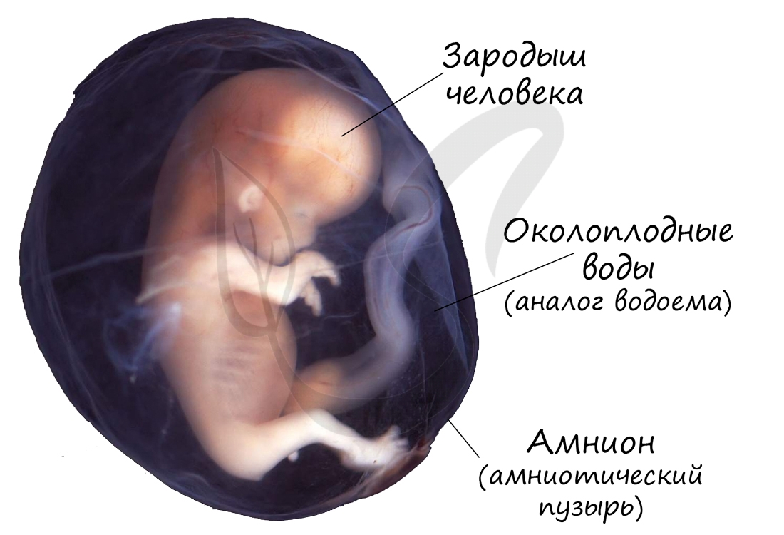 Амниоты зародыш человека