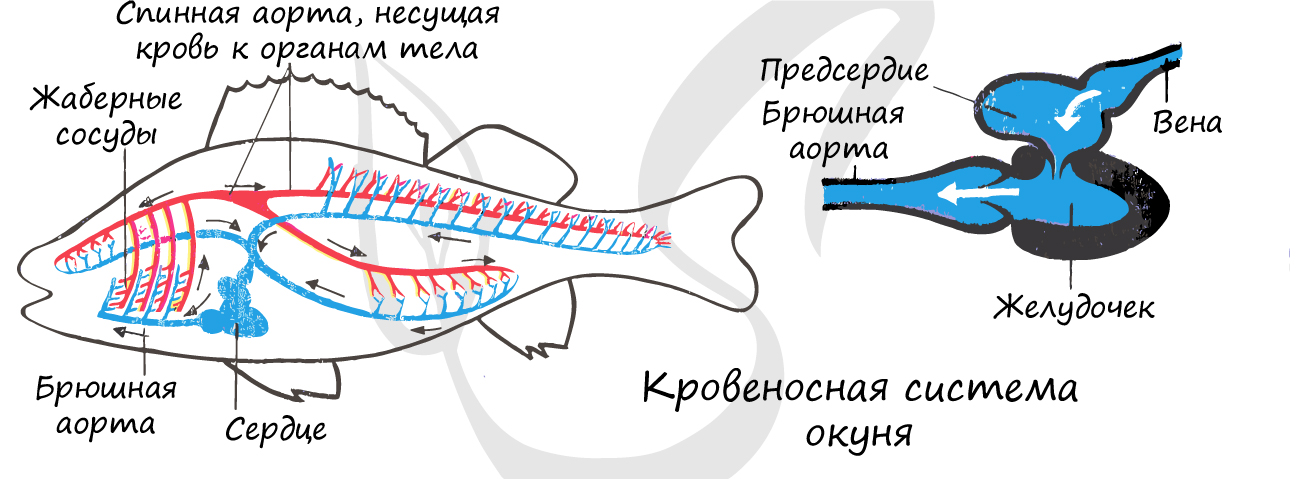 Кровеносная система рыбы