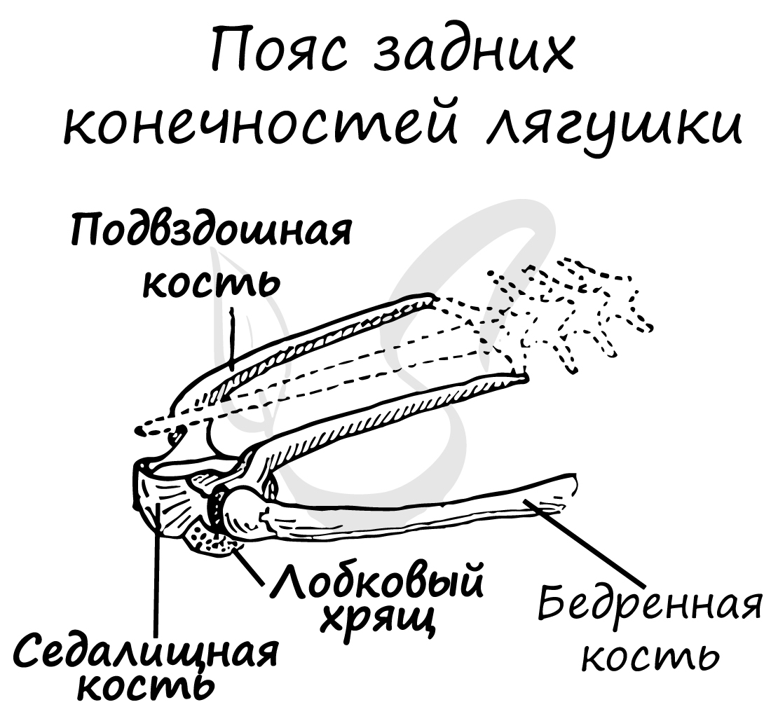 пояс задних конечностей лягушки