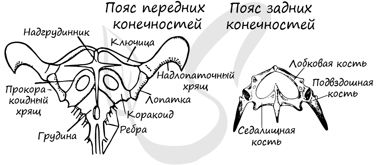 Пояса передних и задних конечностей у ящерицы