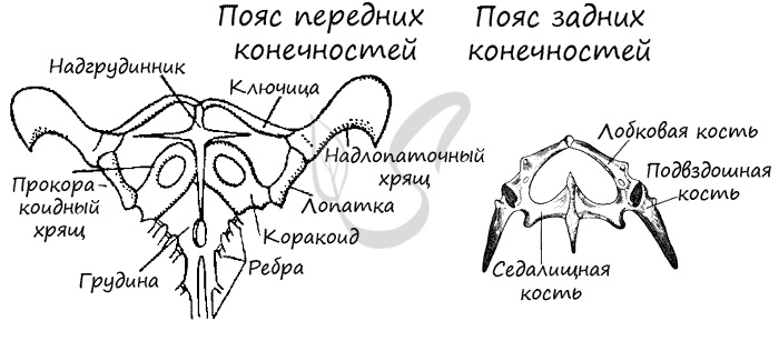 Пояса передних и задних конечностей у ящерицы