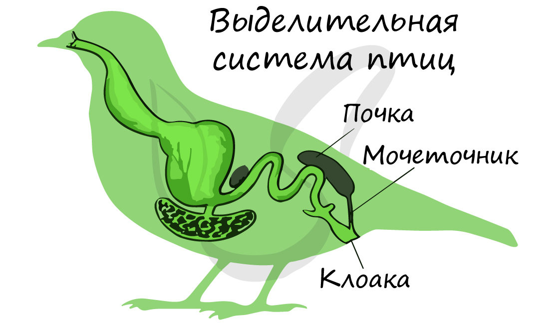 Выделительная система птицы