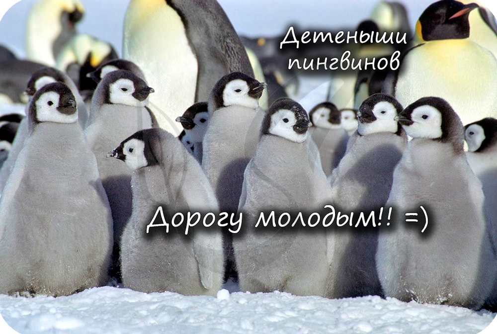 Детеныши пингвинов