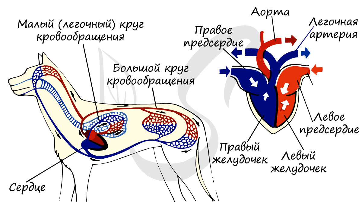 Кровеносная система собаки