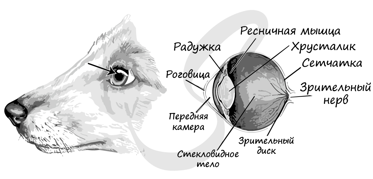 Строение глаза собаки