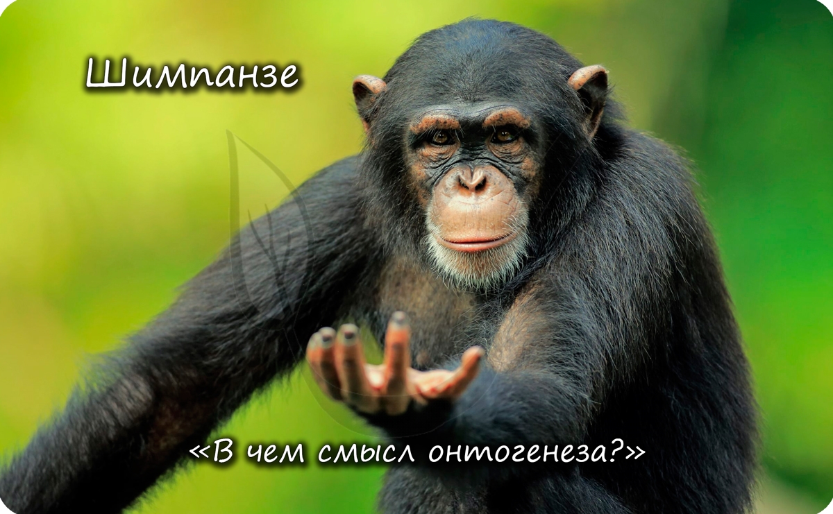 Отряд приматы, шимпанзе