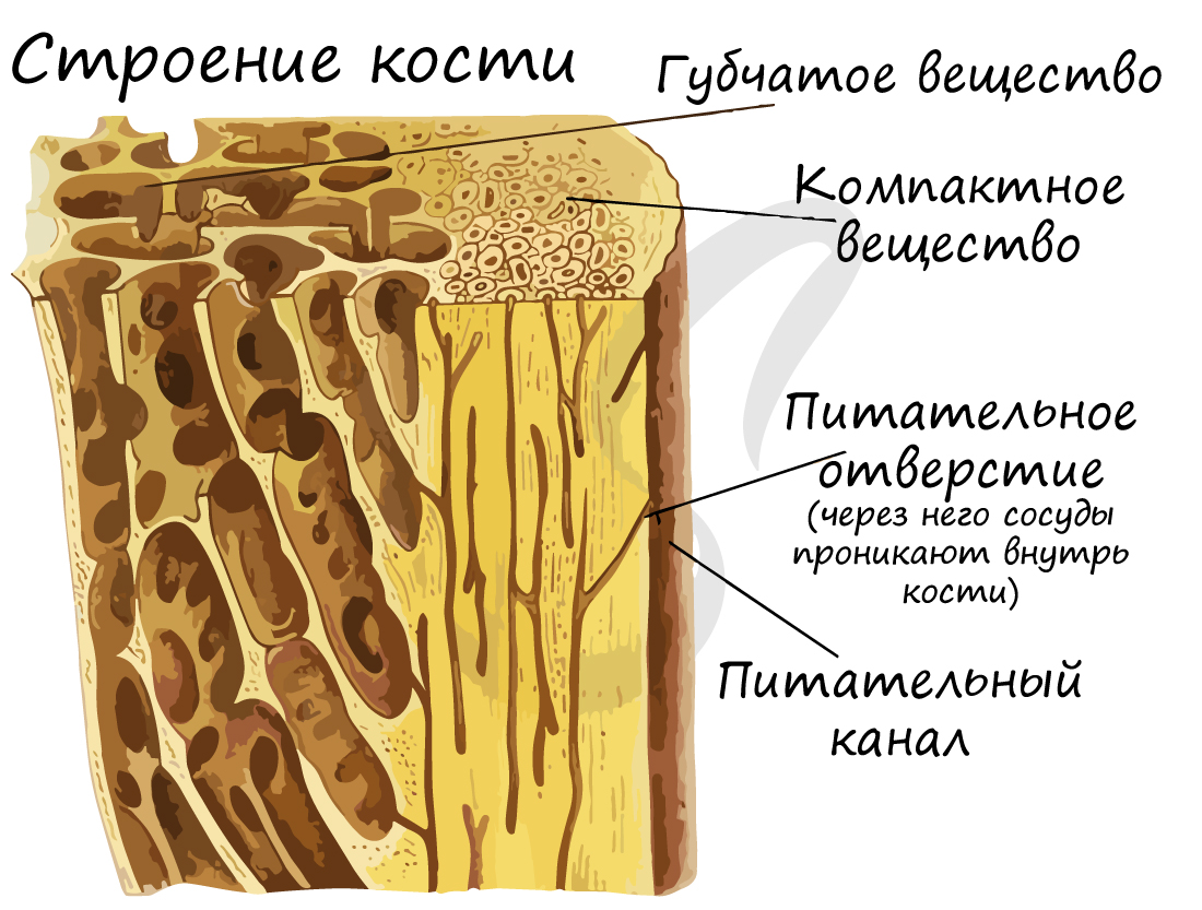 Компактное и губчатое вещество кости