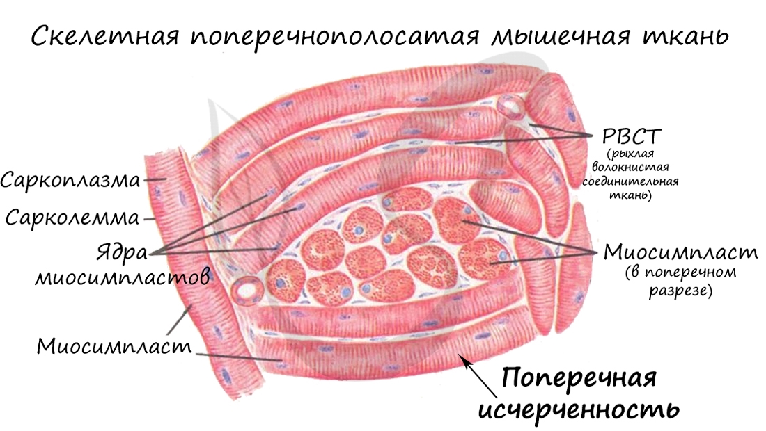 Скелетная мышечная ткань, миосимпласт
