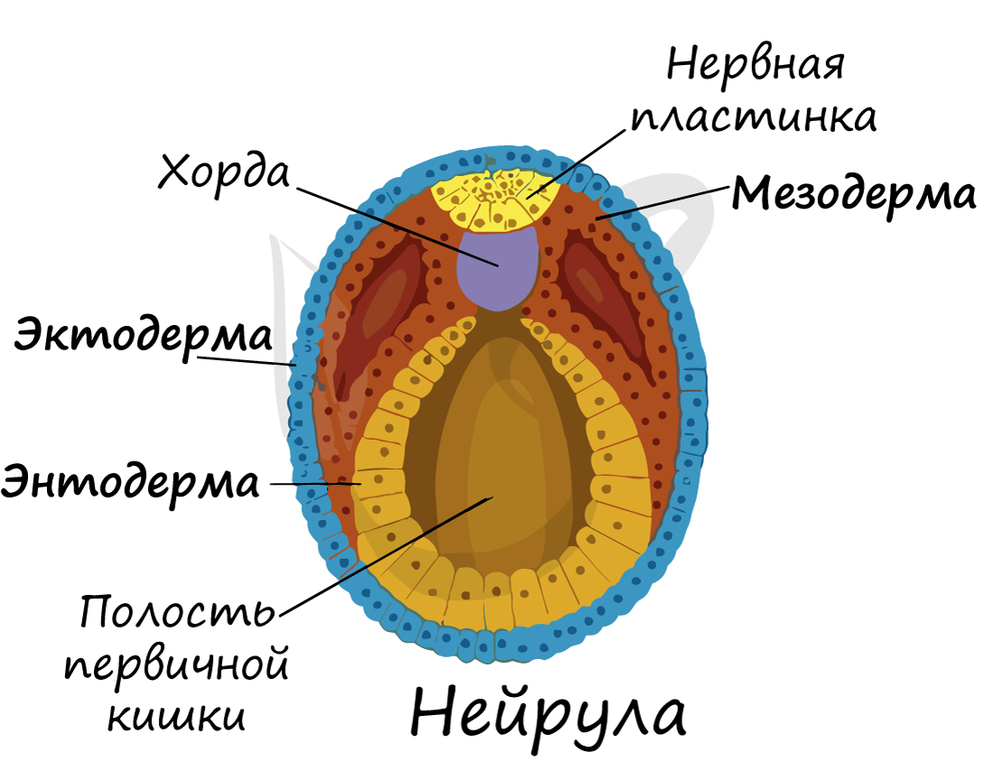 Зародыш человека: эктодерма, мезодерма и энтодерма