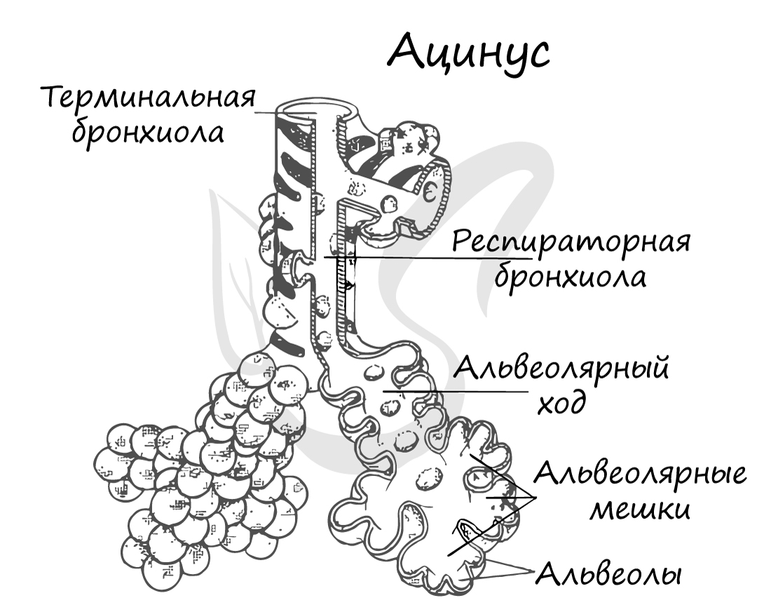 Альвеола и ацинус