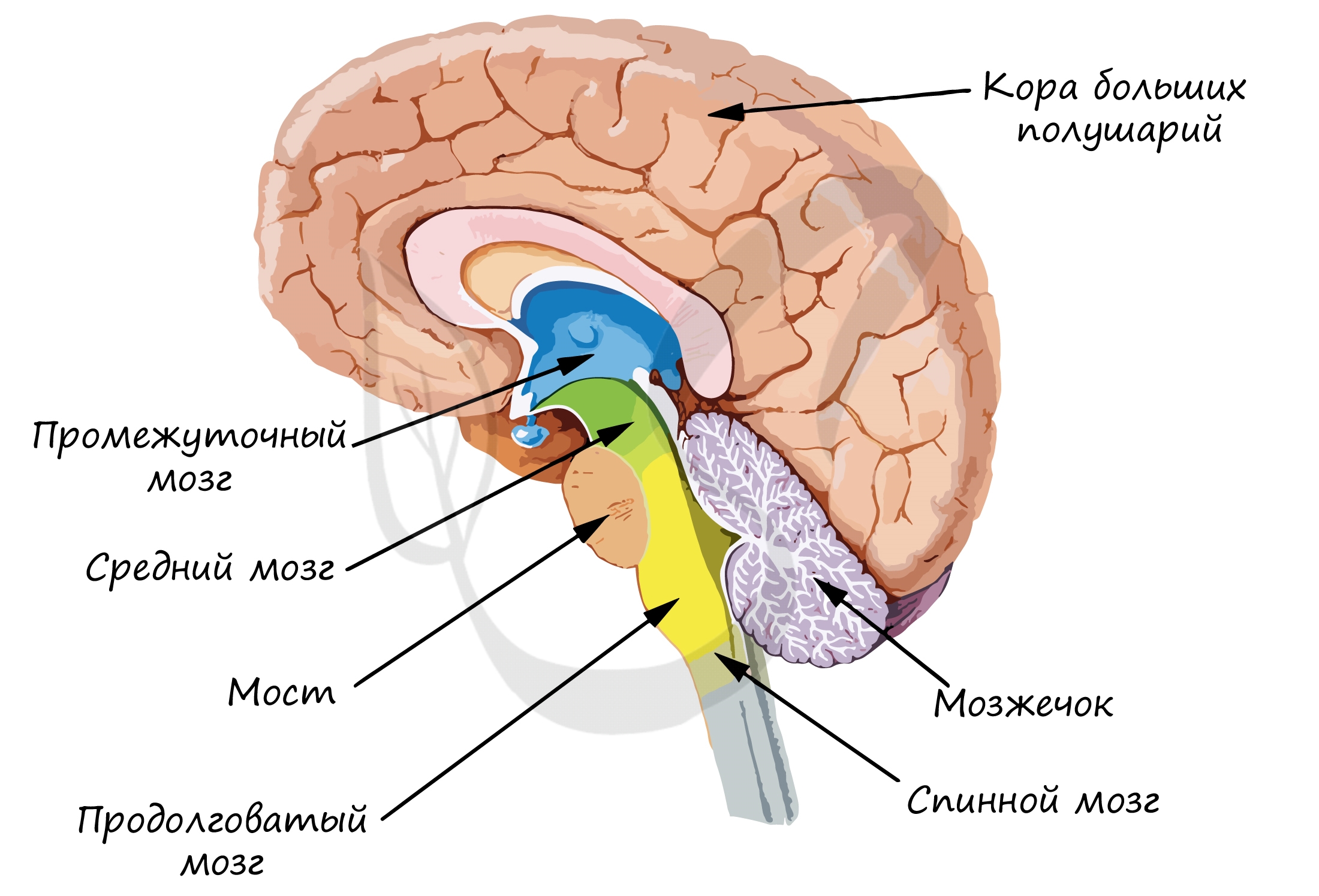 Координирует движения отдел мозга. Головной мозг строение задний мозг. Строение отдела головного мозга промежуточный мозг. Задний мозг мост строение.