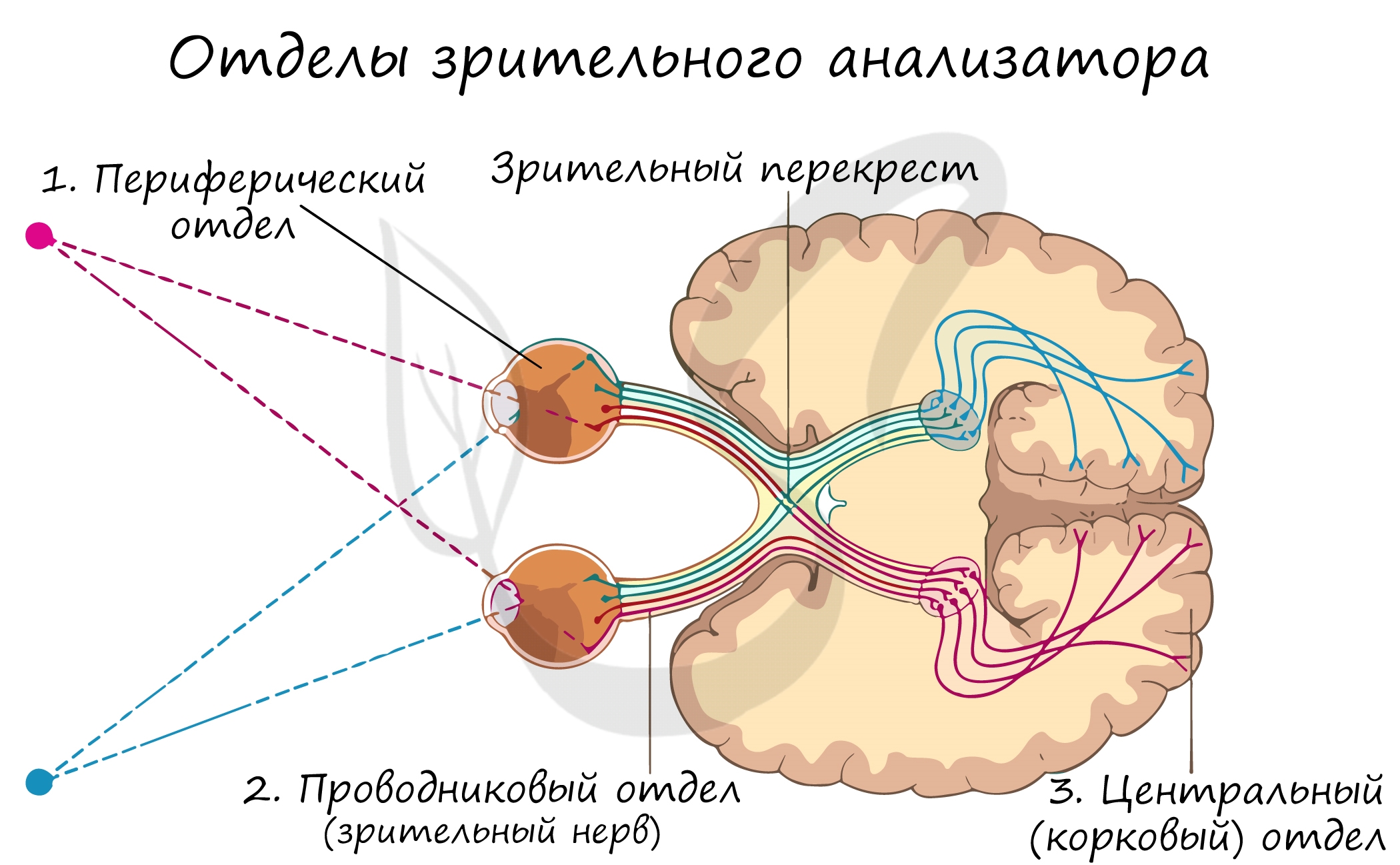 Зрительный нерв в головной мозг. Проводниковый отдел зрительного анализатора. Сенсорная система человека зрительный анализатор. Строение периферического отдела зрительного анализатора. Схема строения периферического отдела зрительного анализатора.